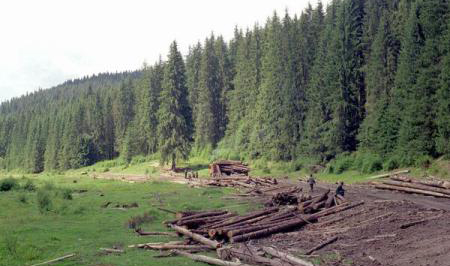 Greenpeace estimează că 8,8 milioane de metri cubi de lemn dispar anual din pădurile României